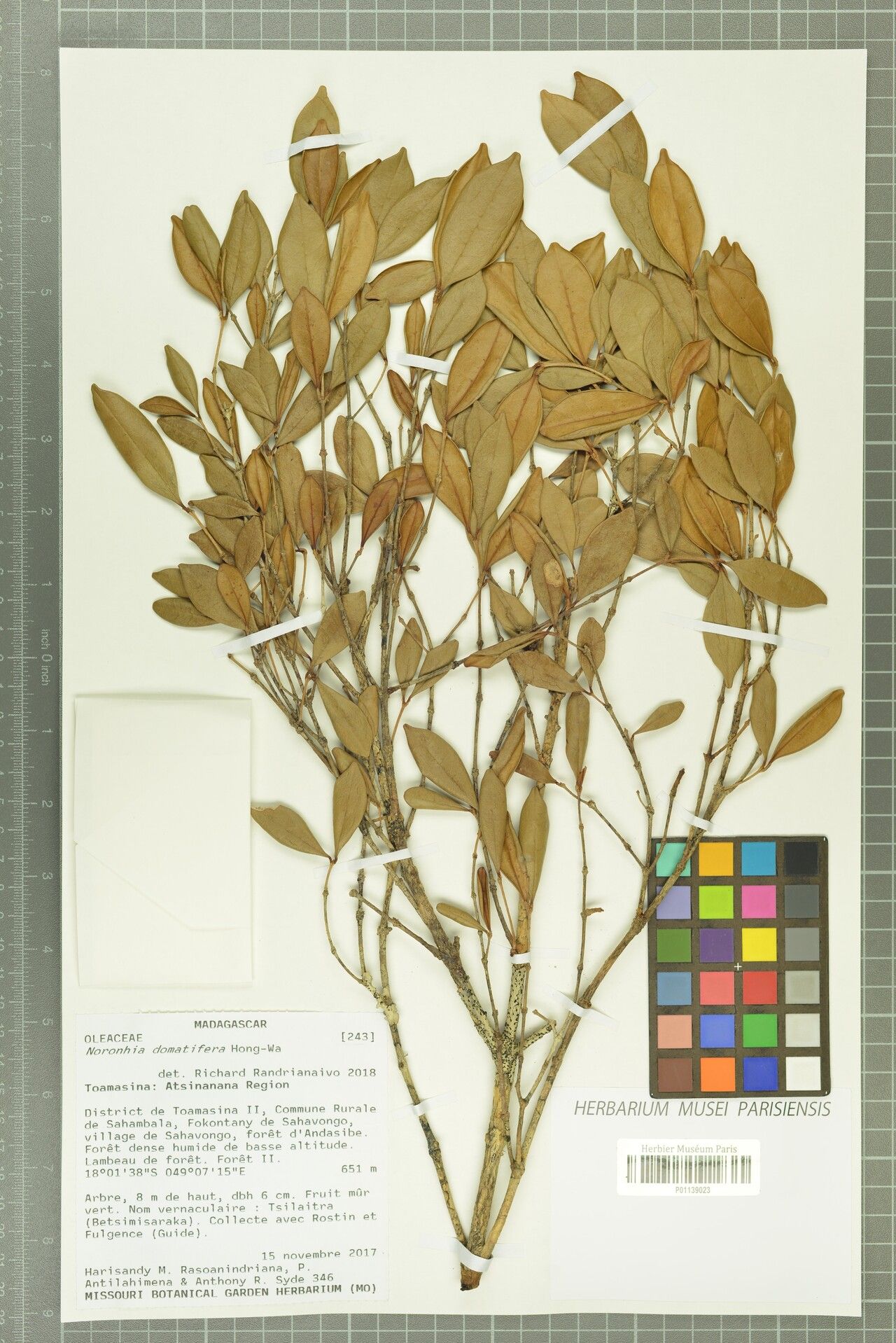 Noronhia domatifera — search result for 'Noronhia'