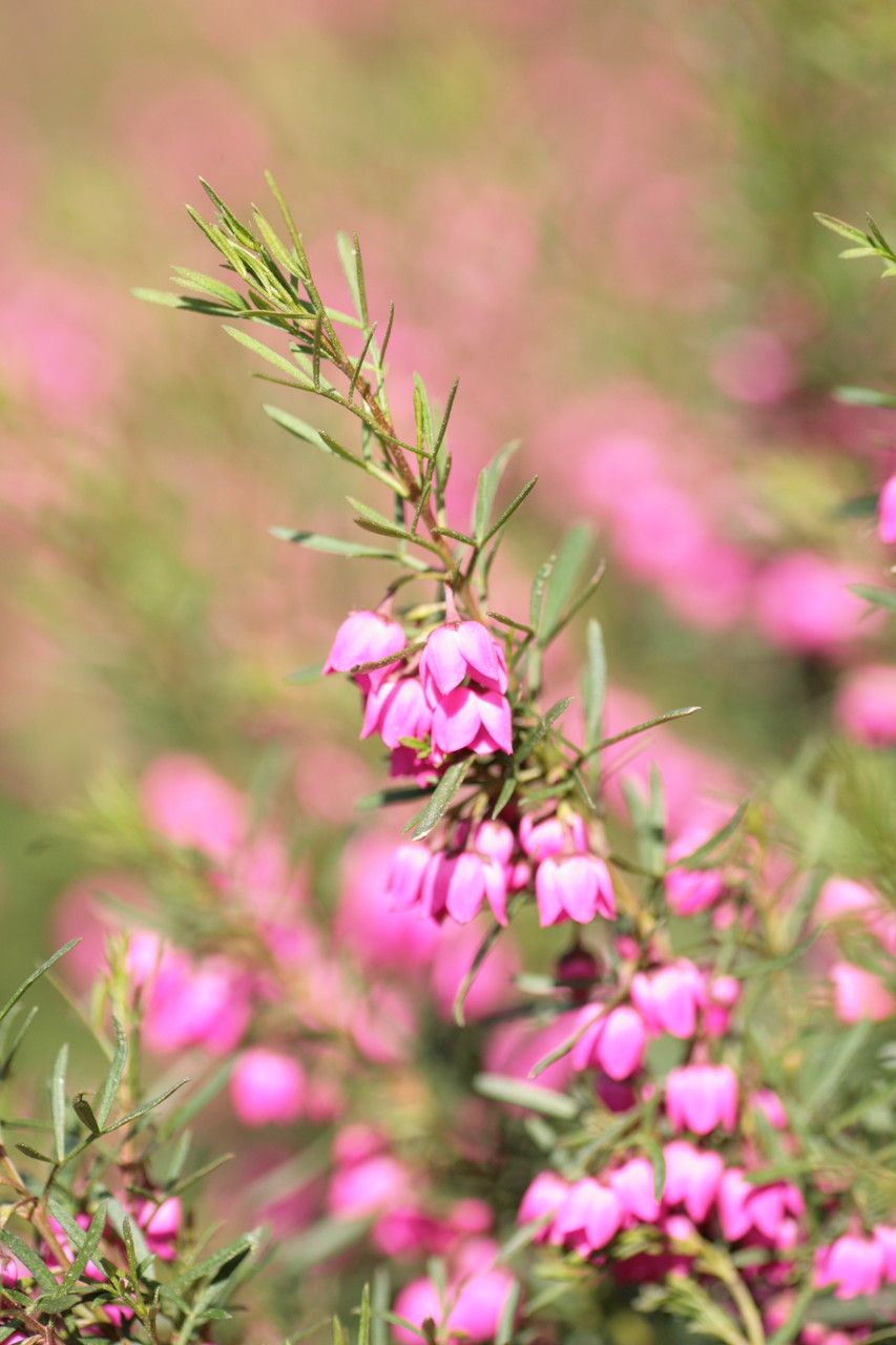 Boronia heterophylla flower