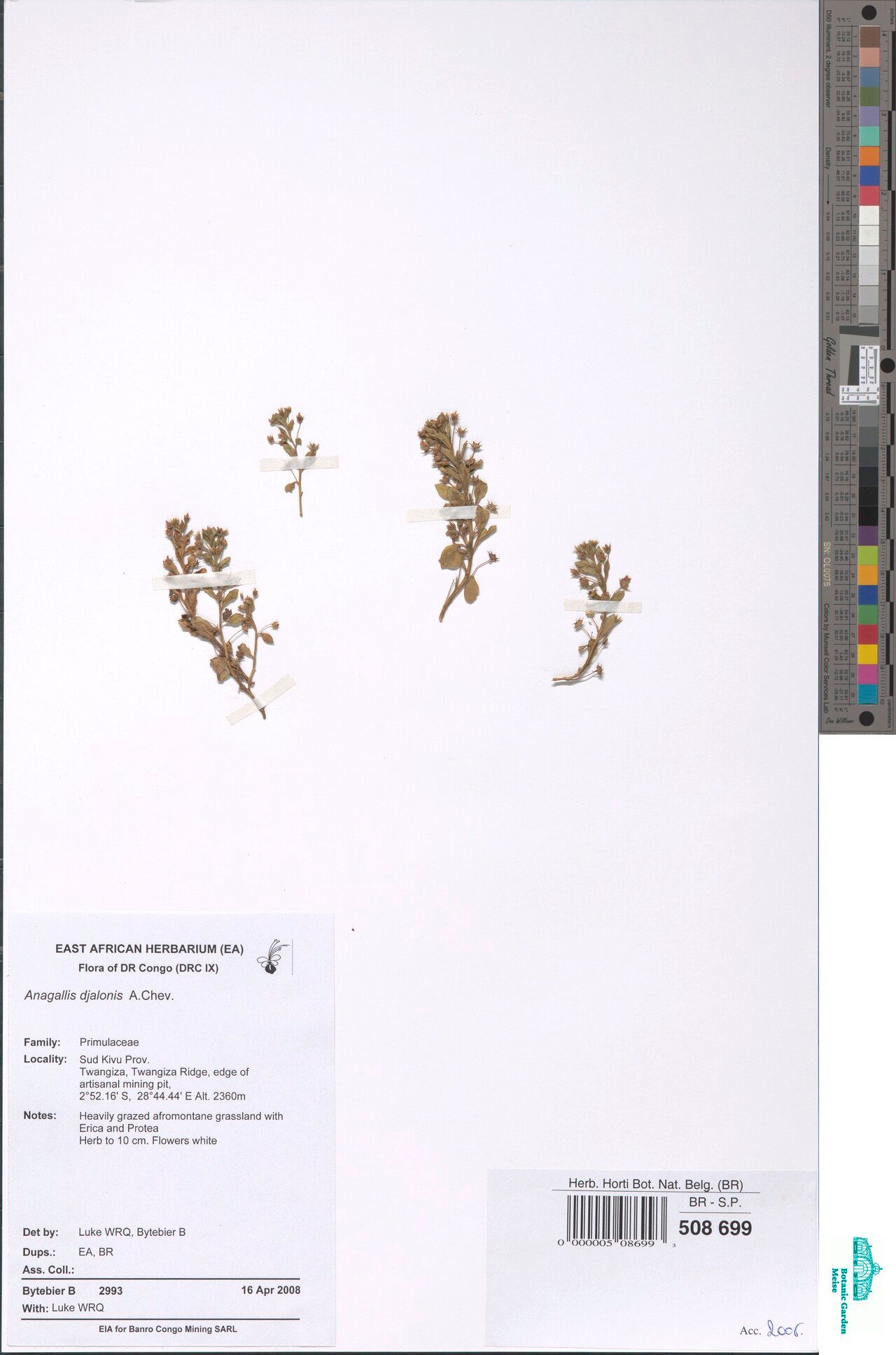 Lysimachia djalonis — search result for 'Lysimachia'