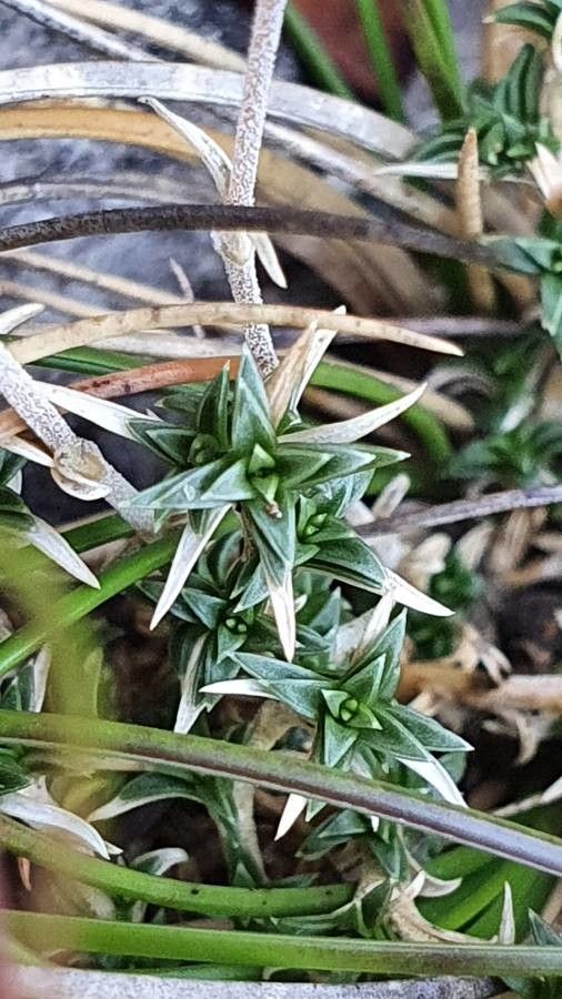 Arenaria aggregata — related species from the same genus