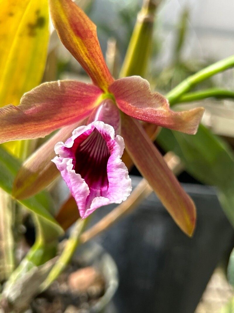 Cattleya tenebrosa flower