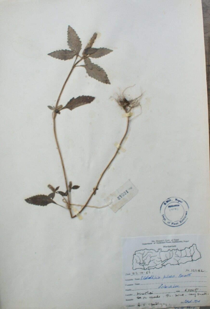 Elsholtzia pilosa — houseplant care guide