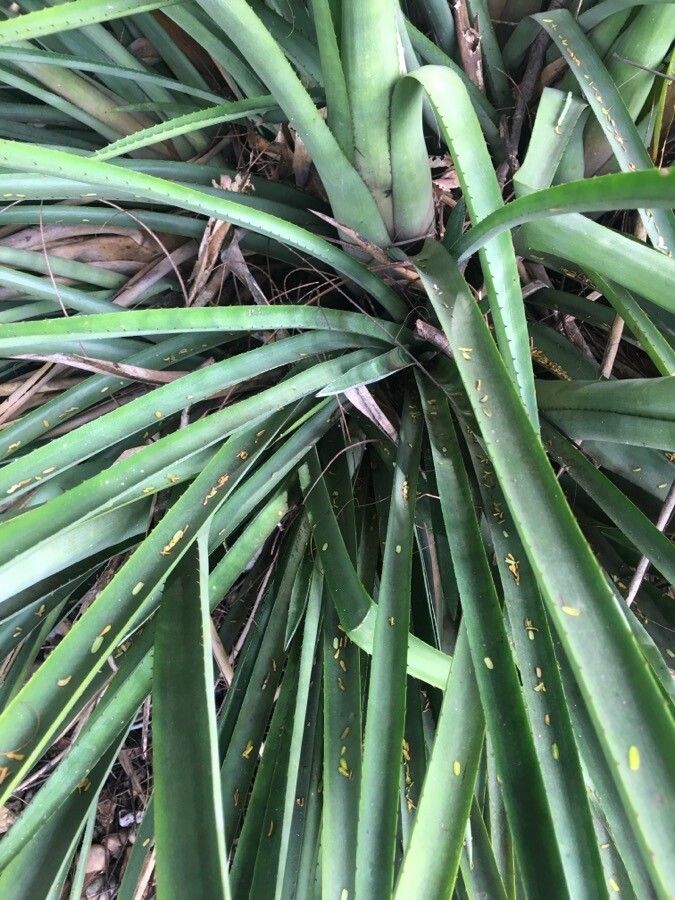 Aechmea distichantha leaf