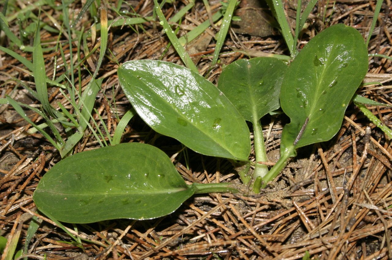 Biarum dispar habit