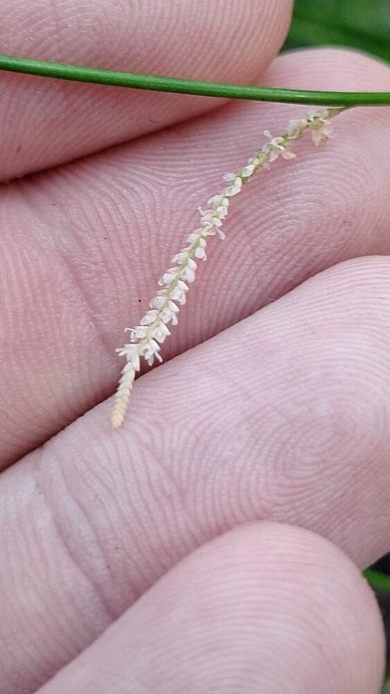 Coelogyne tenella — houseplant care guide