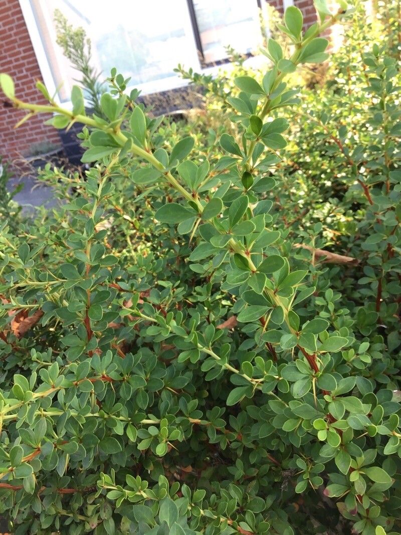 Berberis microphylla leaf