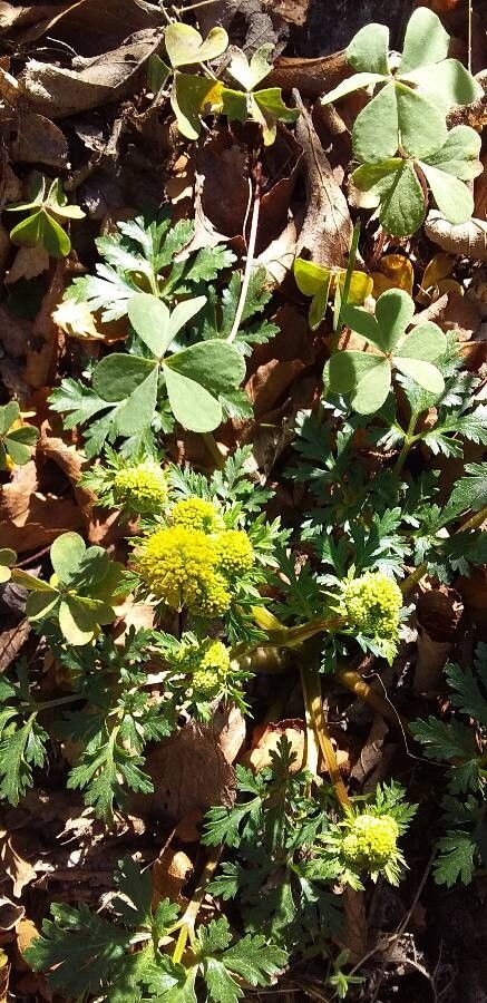 Sanicula graveolens — search result for 'Sanicula'