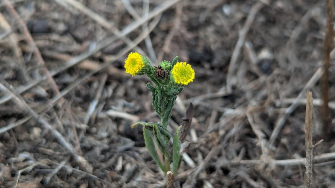 Pulicaria sicula habit