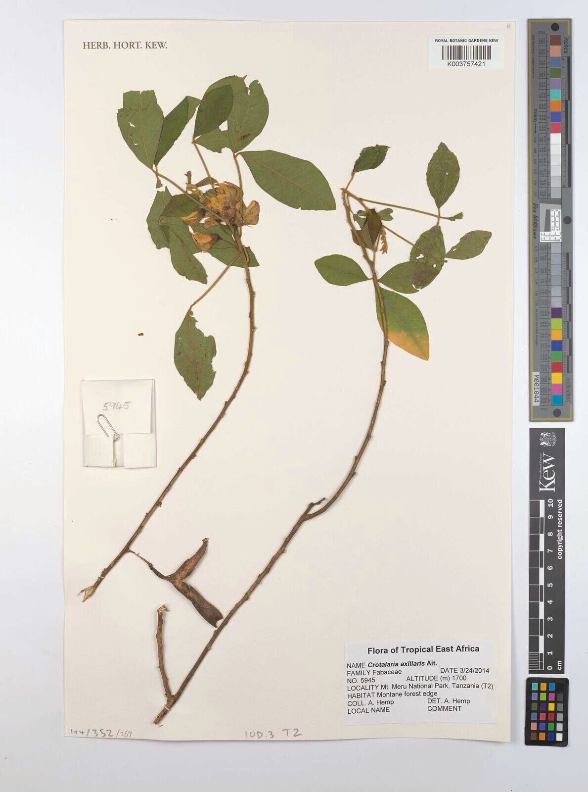 Crotalaria axillaris — houseplant care guide