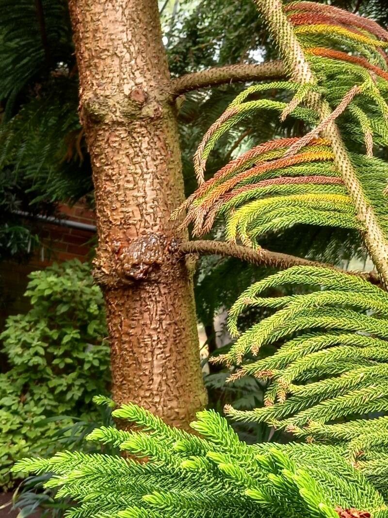 Araucaria subulata bark