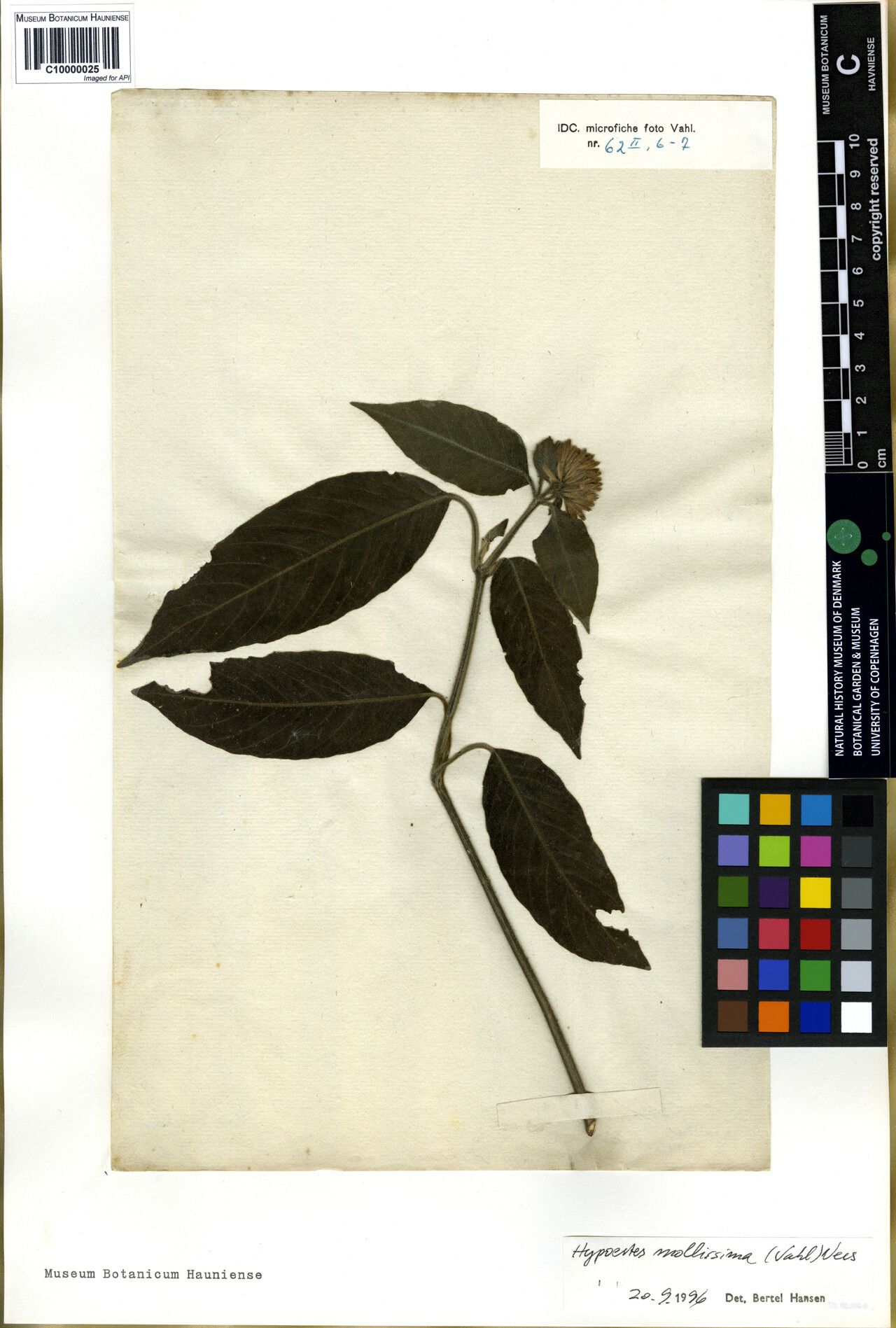 Hypoestes mollissima — houseplant care guide