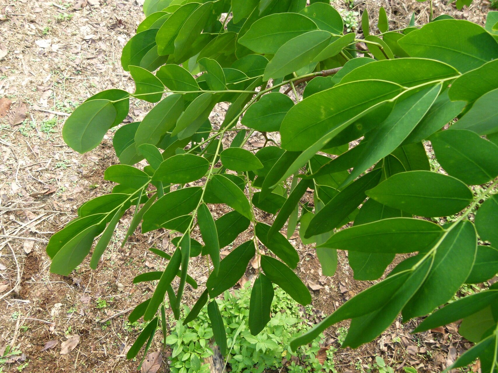 Prioria balsamifera leaf