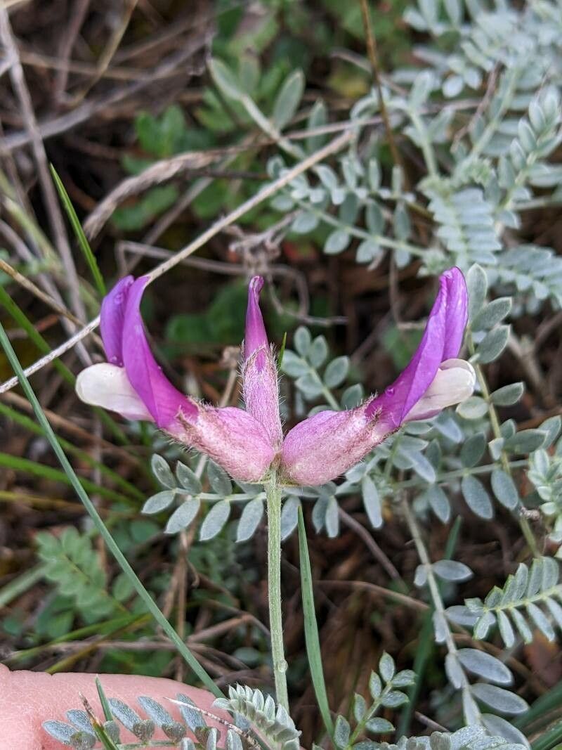 Astragalus vesicarius flower