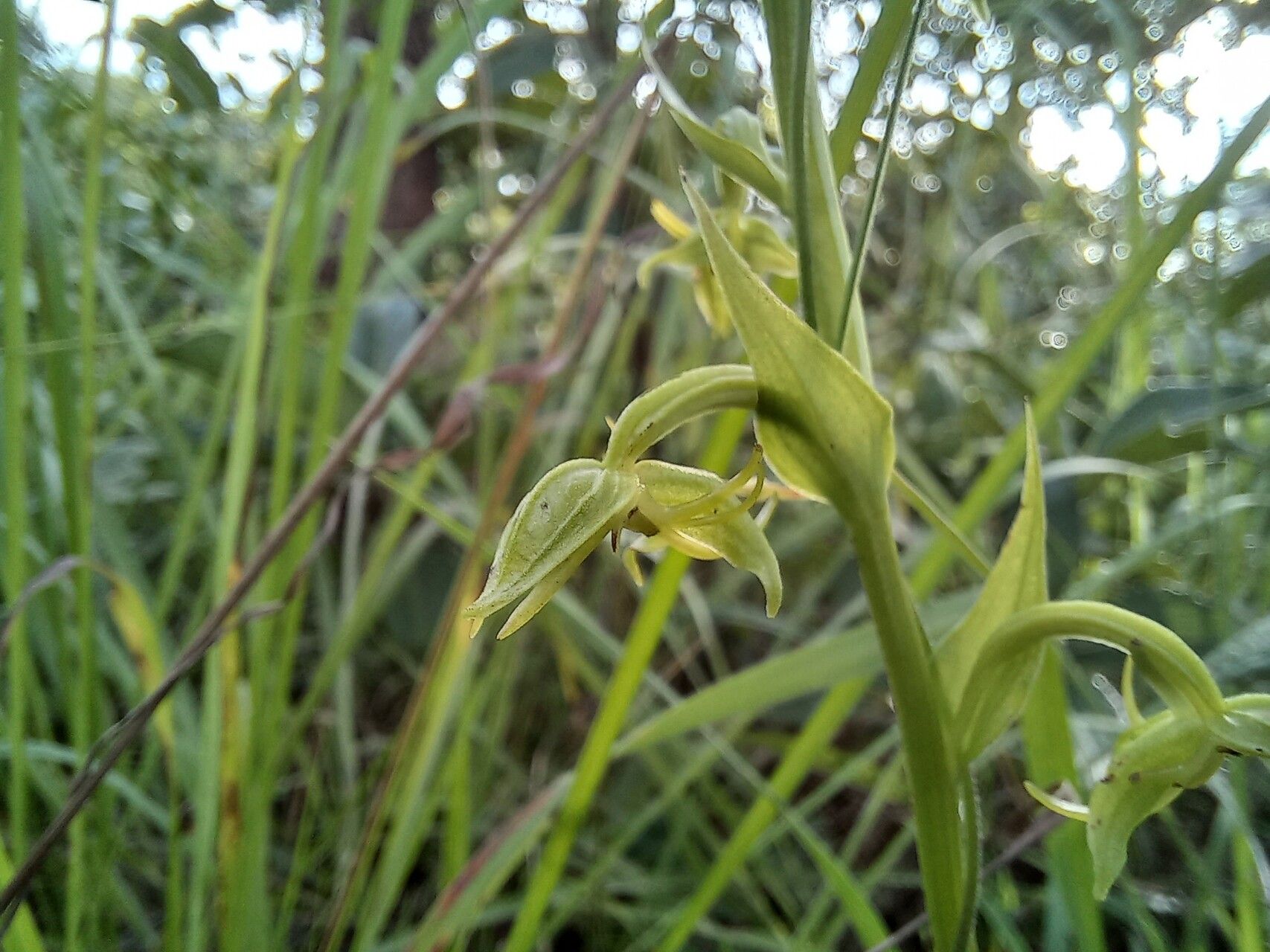 Habenaria uncicalcar — houseplant care guide