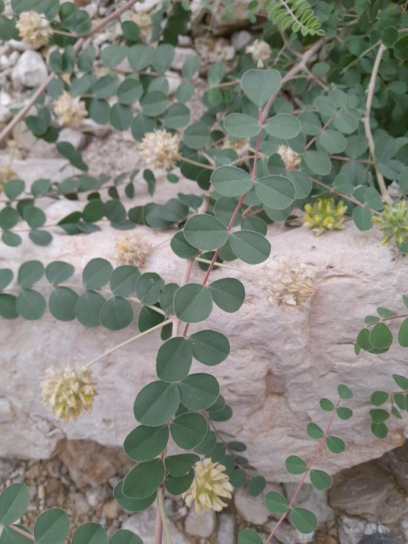 Astragalus obtusifolius — houseplant care guide