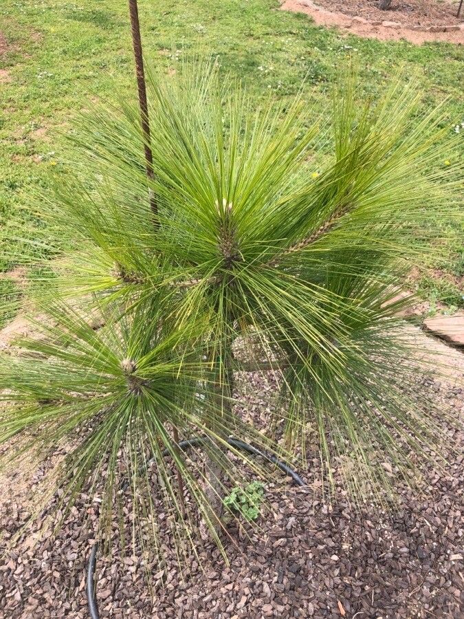 Pinus roxburghii — search result for 'Pinus'