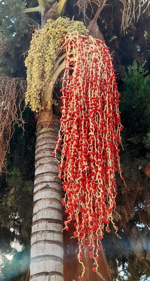 Archontophoenix cunninghamiana fruit