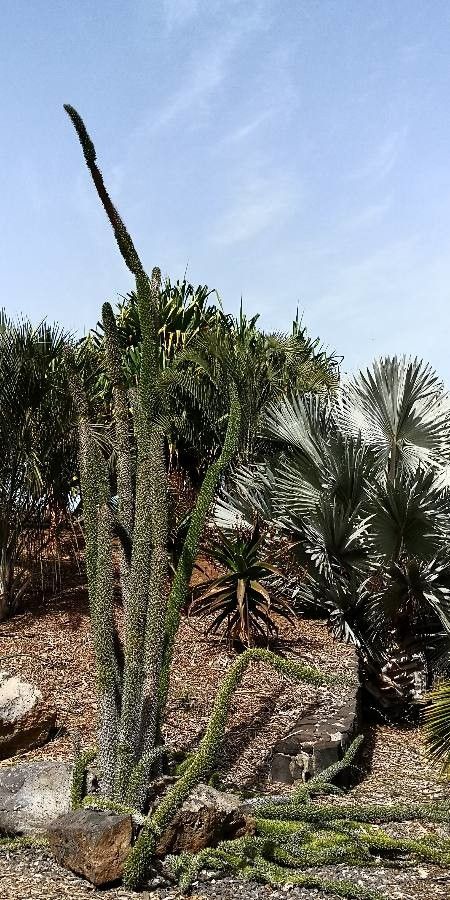 Didierea trollii habit