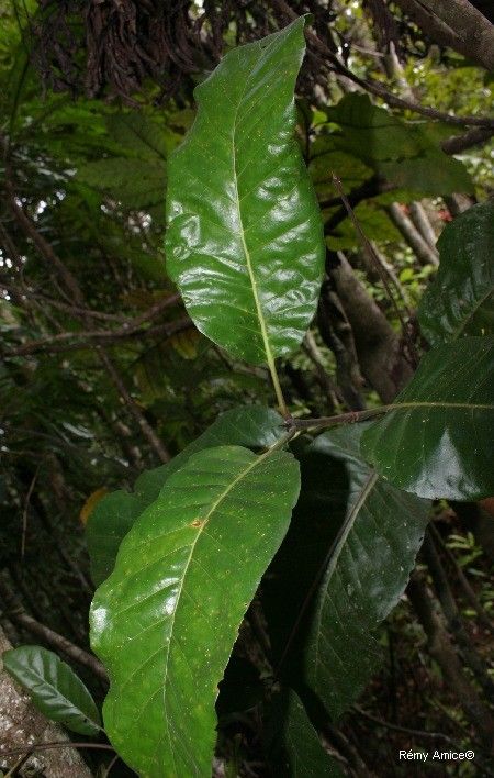 Atractocarpus aragoensis habit