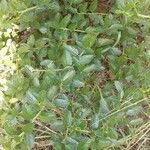 Ceanothus thyrsiflorus