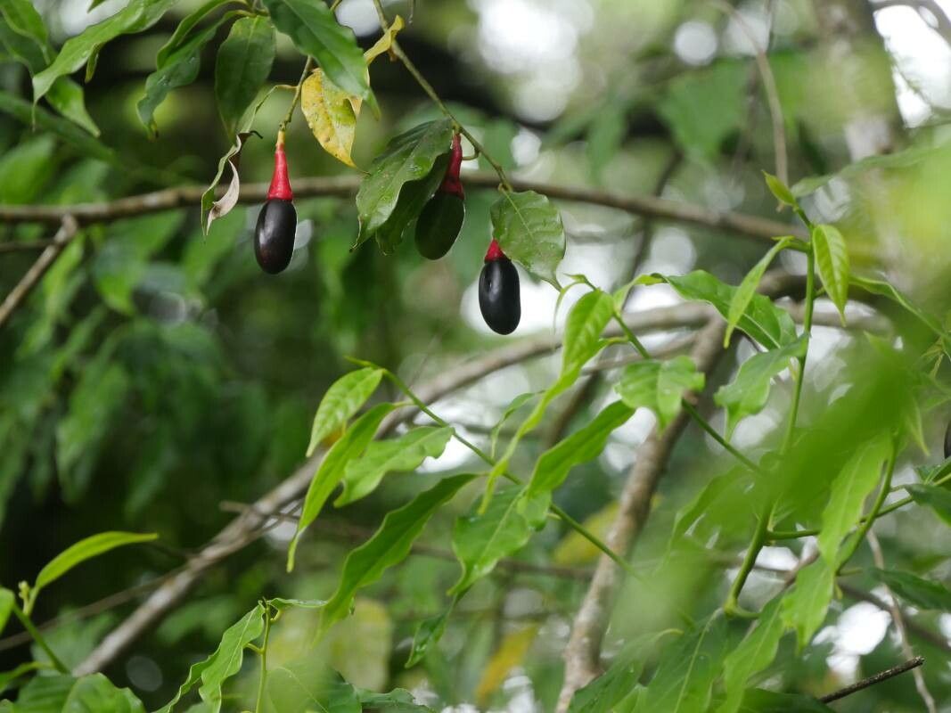 Ocotea tenera — search result for 'Ocotea'