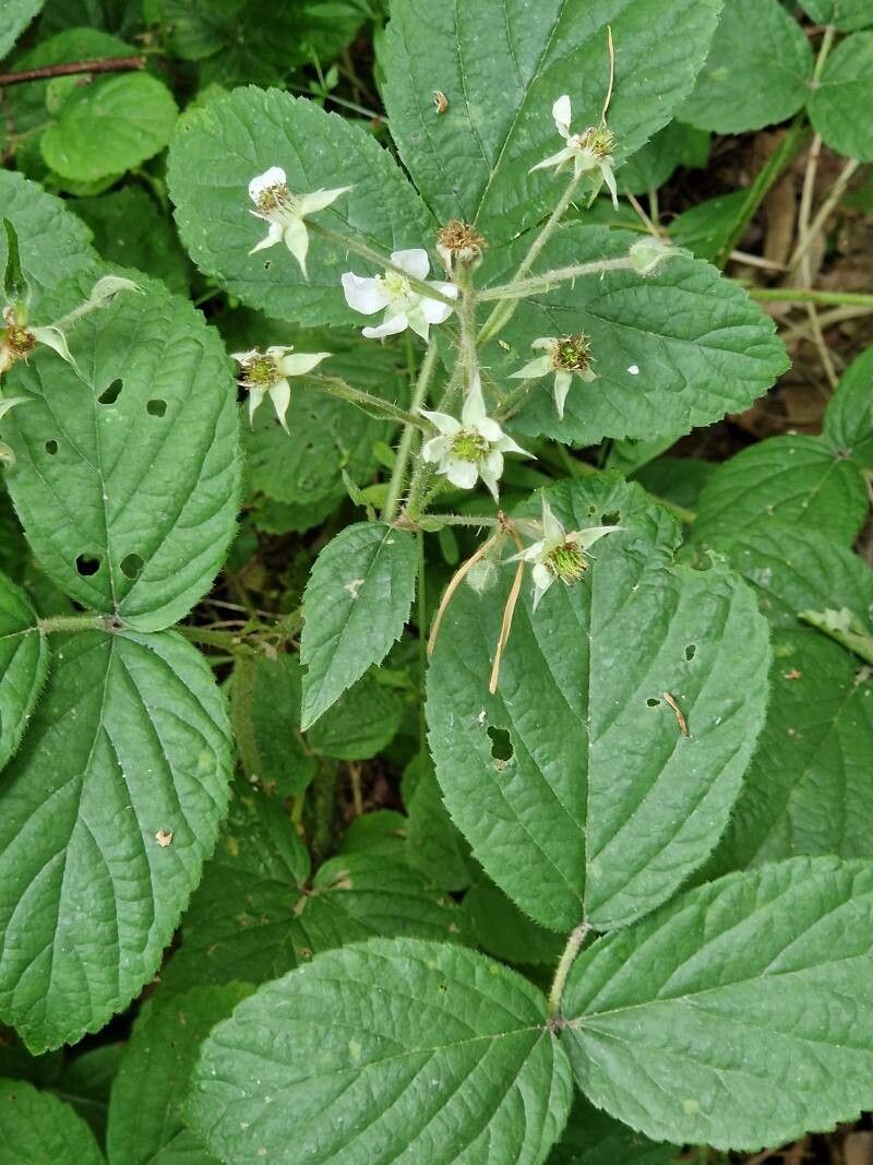 Rubus nigricans leaf