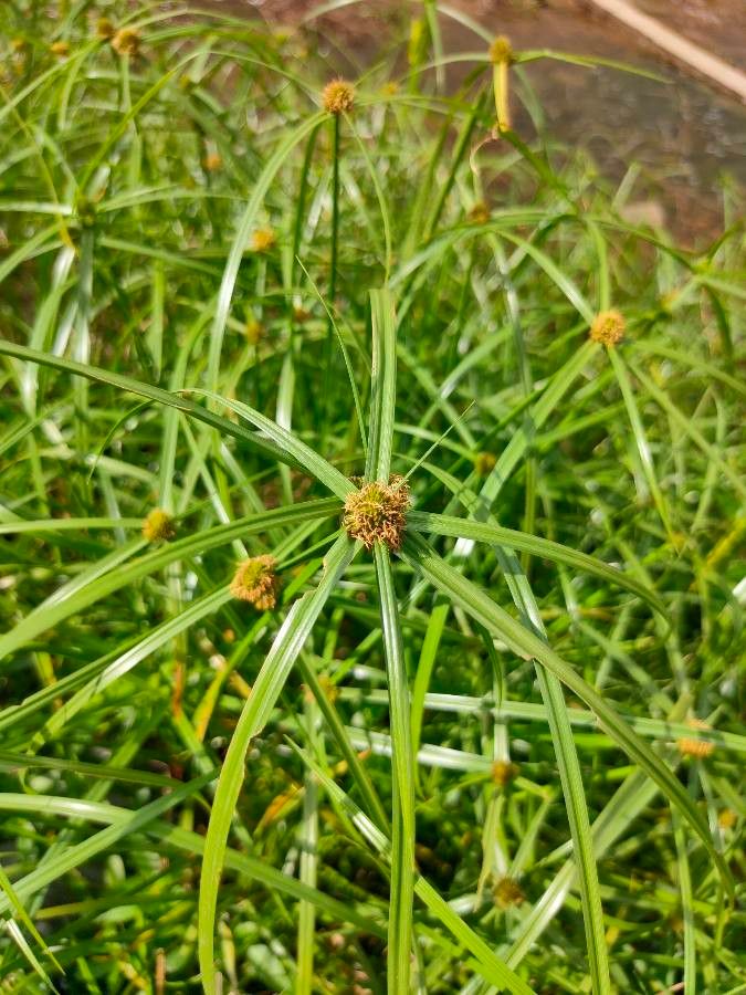 Cyperus aromaticus — search result for 'Cyperus'