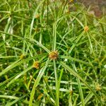 Cyperus aromaticus
