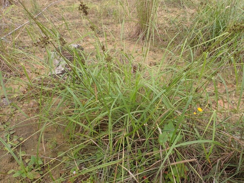 Scleria iostephana — houseplant care guide