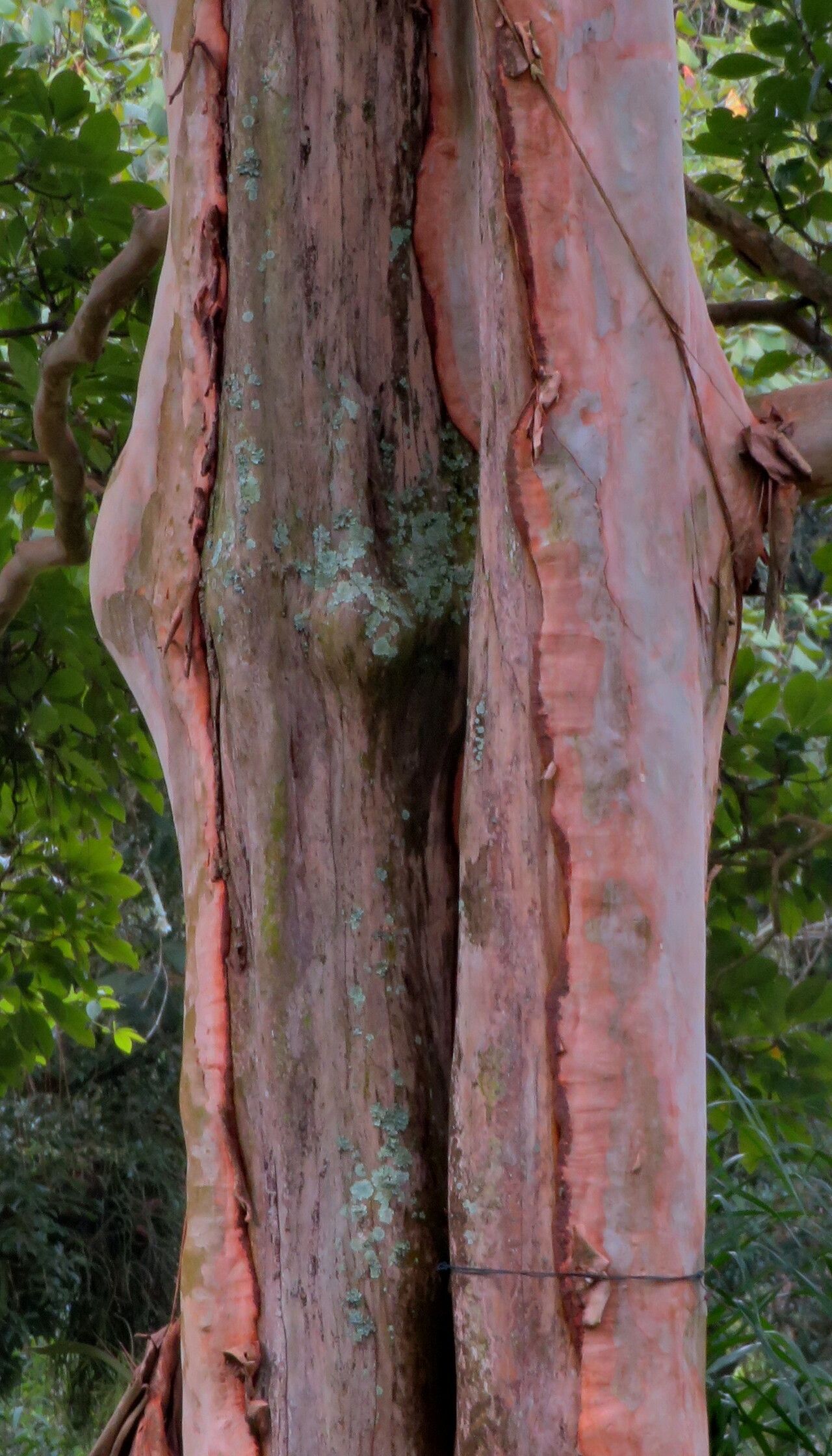 Terminalia kuhlmannii bark