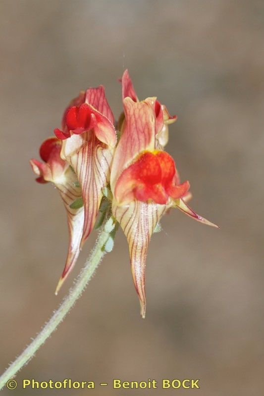 Linaria amoi flower