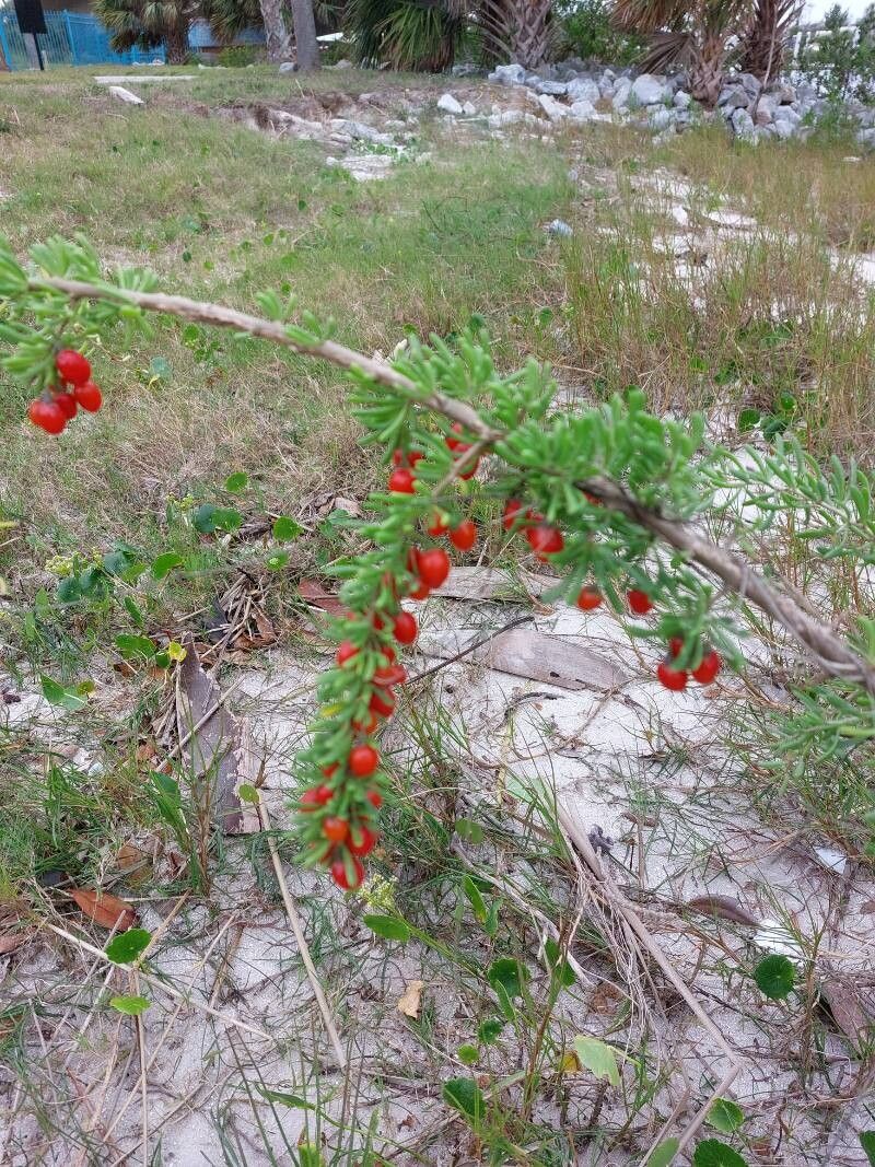 Lycium carolinianum fruit