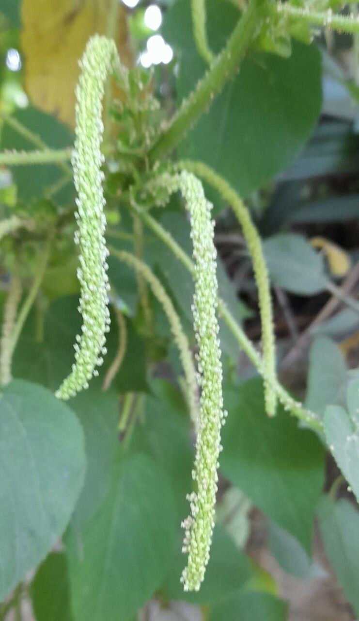 Acalypha plicata flower