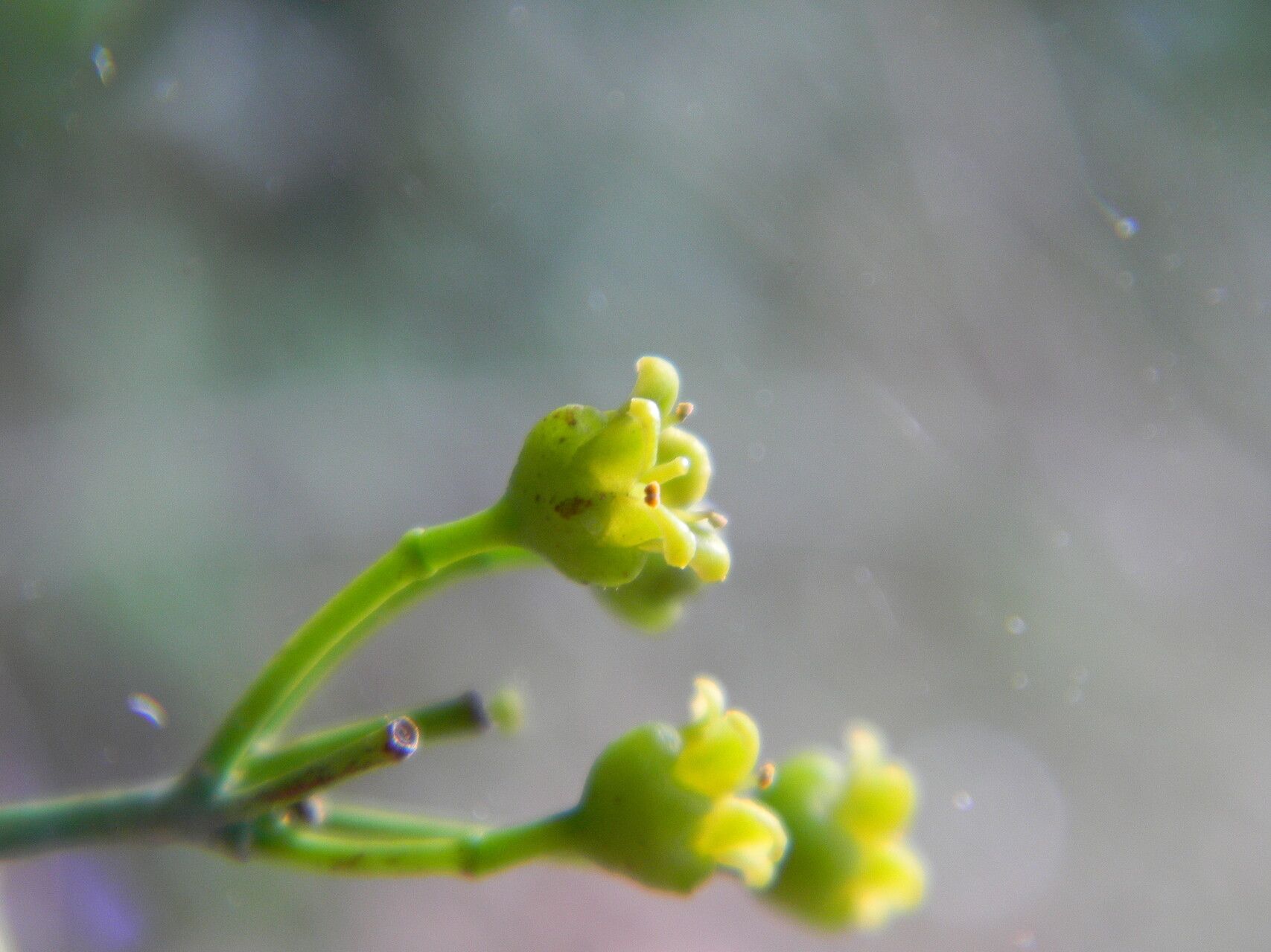 Salacia nitida — houseplant care guide