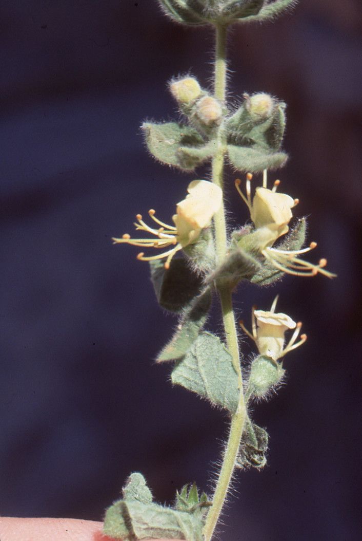 Teucrium resupinatum flower