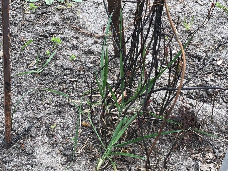 Menispermum dauricum — related species from the same genus