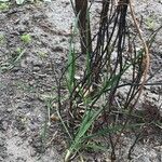 Menispermum dauricum