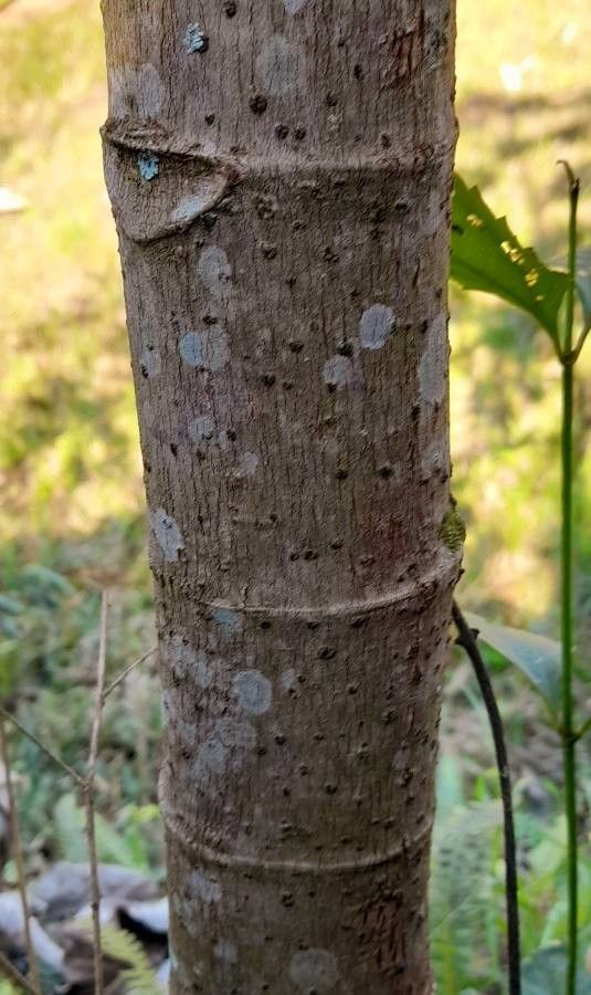Cecropia pachystachya bark
