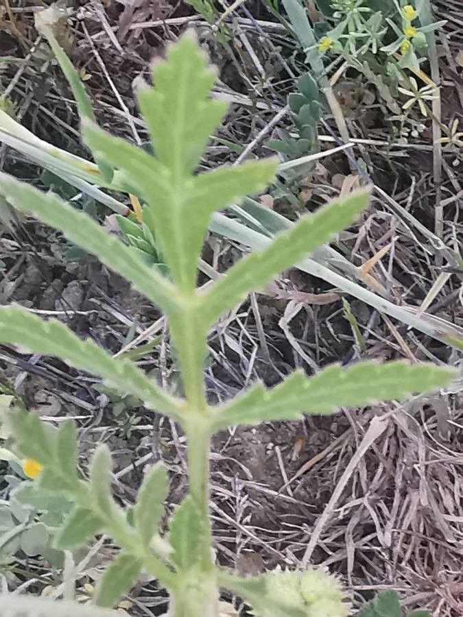 Turgenia latifolia leaf