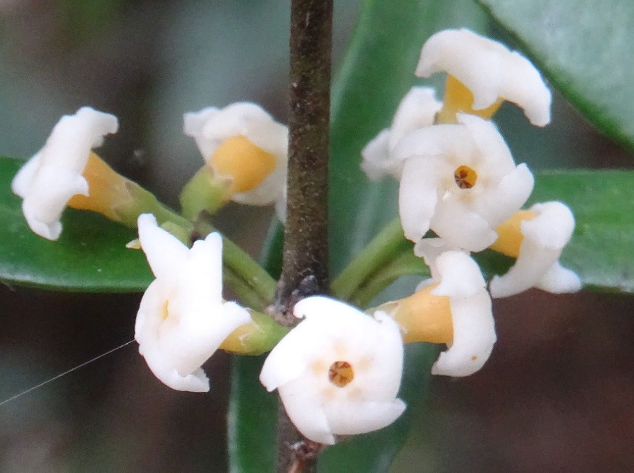 Alyxia tisserantii flower