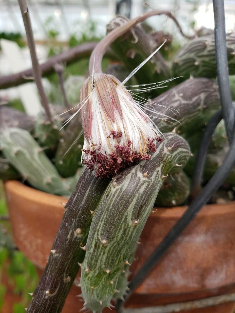Kleinia pendula fruit