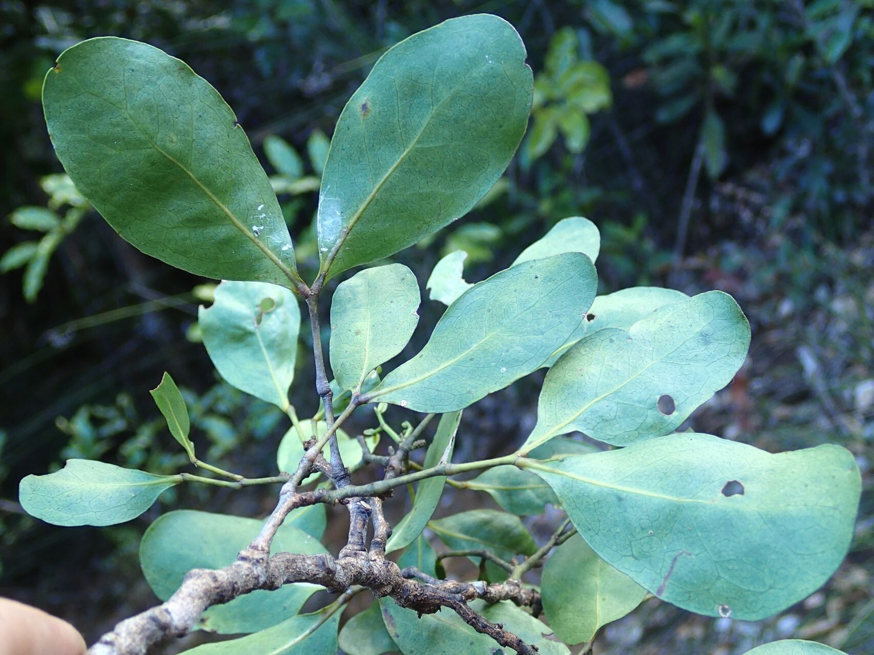Archidendropsis glandulosa leaf