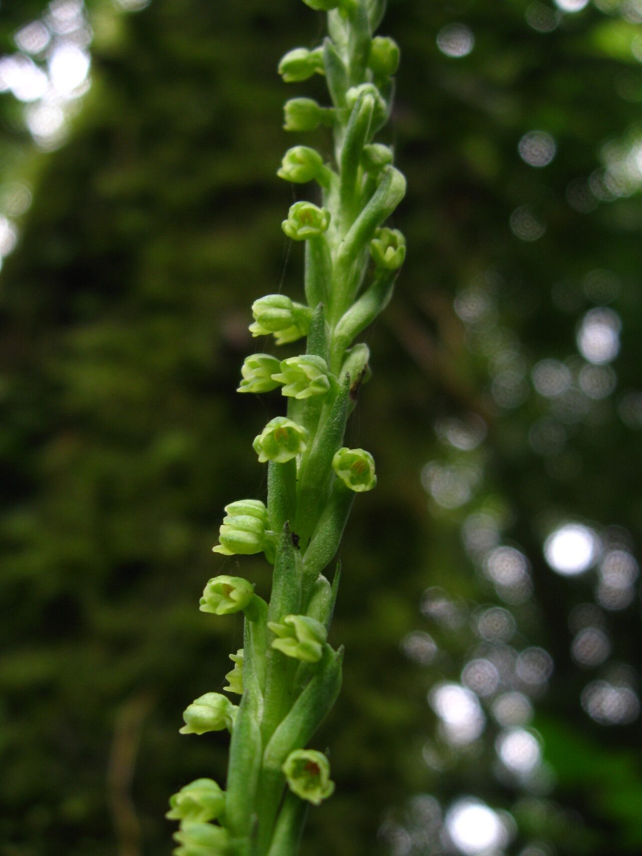 Habenaria microceras flower