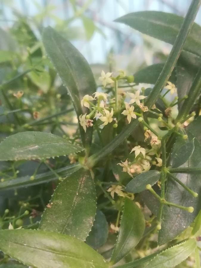 Rubia peregrina flower