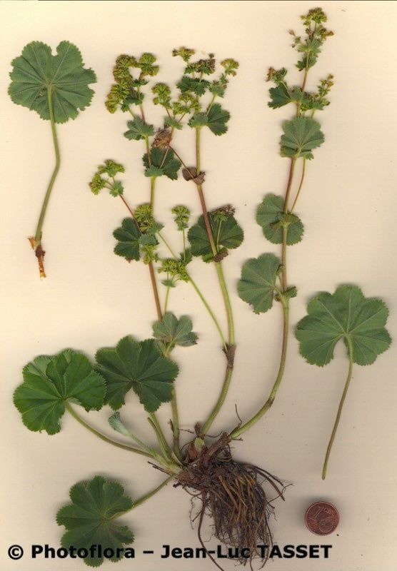 Alchemilla strigosula habit