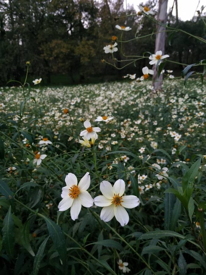 Bidens aurea flower