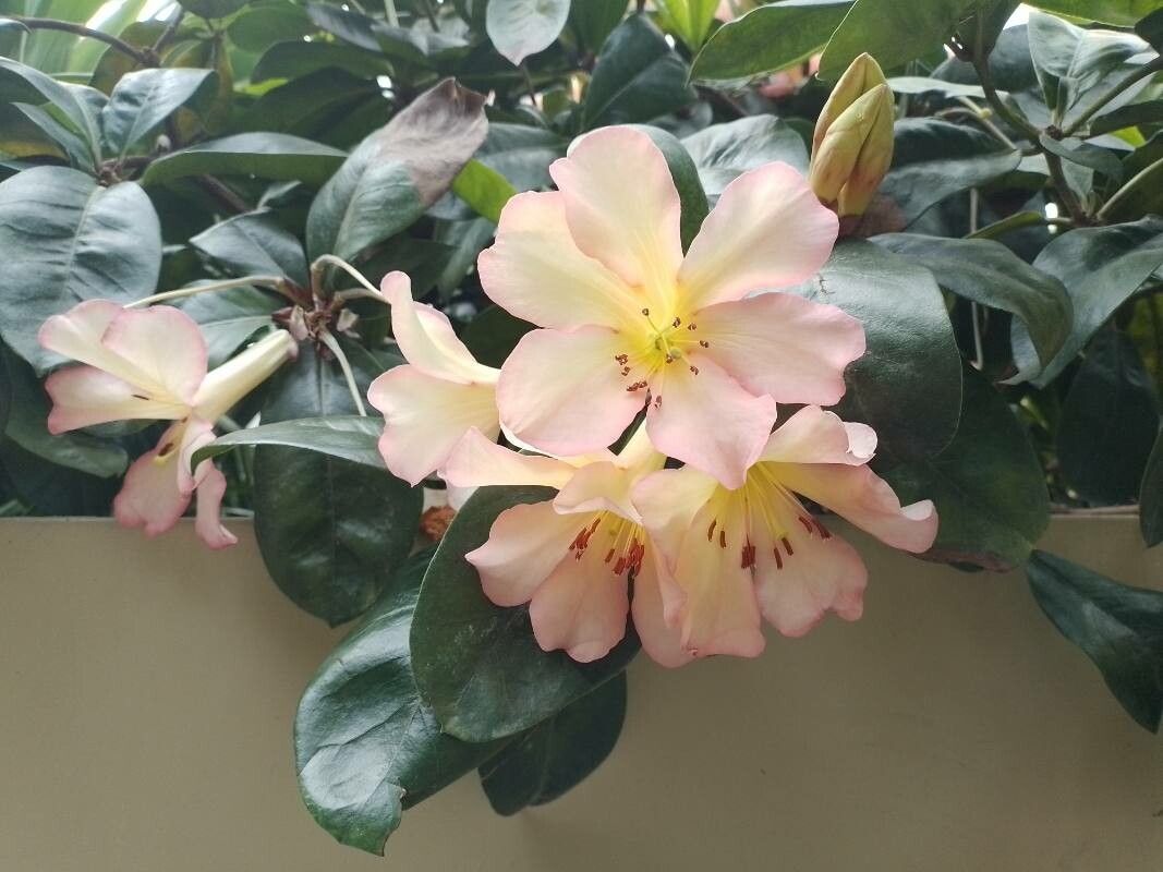 Rhododendron herzogii flower