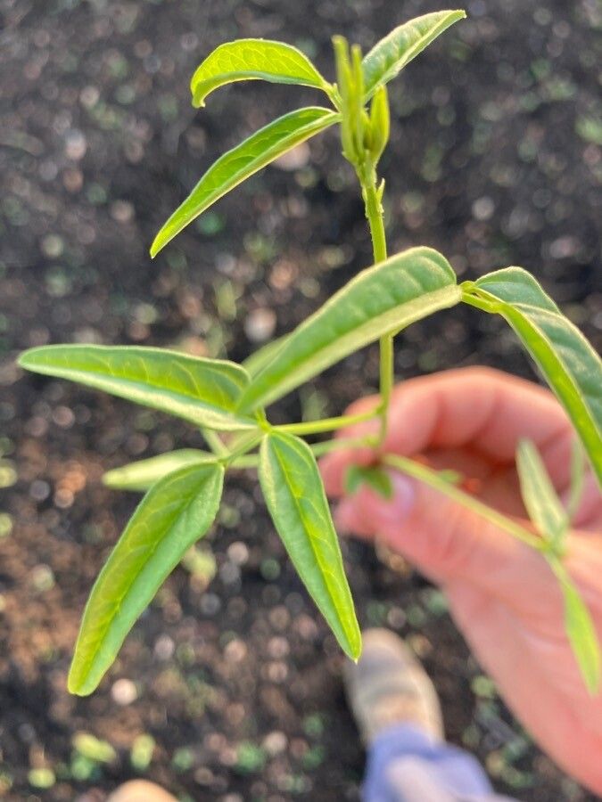 Vigna lanceolata — houseplant care guide