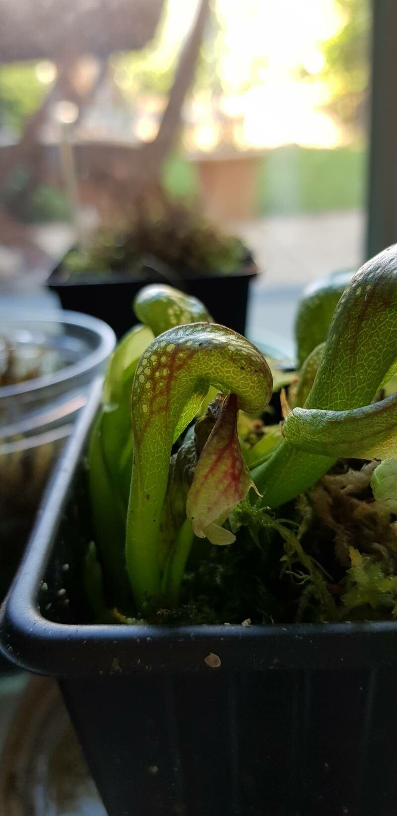 Darlingtonia californica leaf
