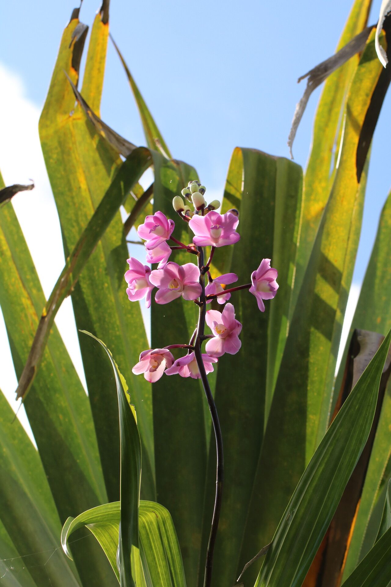 Eulophia roempleriana — houseplant care guide